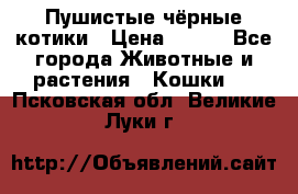 Пушистые чёрные котики › Цена ­ 100 - Все города Животные и растения » Кошки   . Псковская обл.,Великие Луки г.